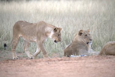Güney Afrika 'daki Kruger Ulusal Parkı' nda aslan var.
