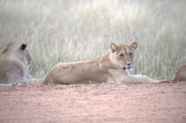 Çöldeki aslan. Afrika.
