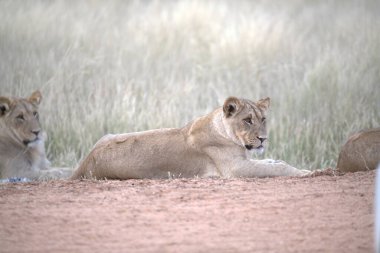 Çölde bir grup aslan.