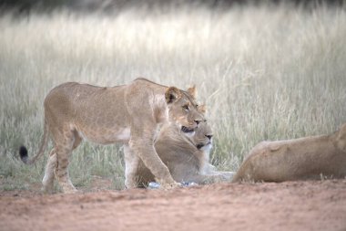 Güney Afrika 'daki Kruger Ulusal Parkı' ndaki çimlerde bir grup aslan..