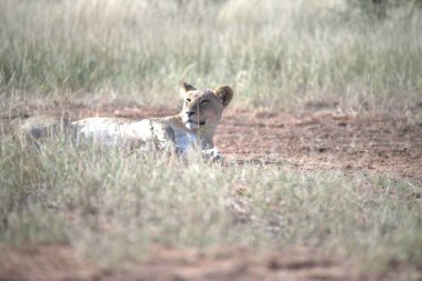 Savananın ortasında, Kenya bozkırında bir aslan.