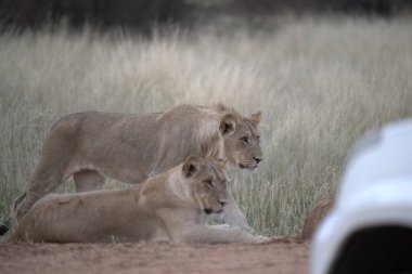 Afrika savanındaki aslanlar