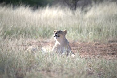 Otların arasında dinlenme aslan yavrusu