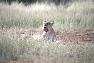 Güzel bir dişi aslan kuru çimenlerde dinleniyor.