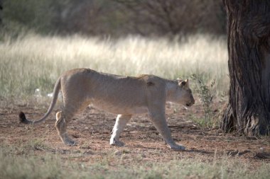 Güney Afrika 'daki Kruger Ulusal Parkı' nda aslan.