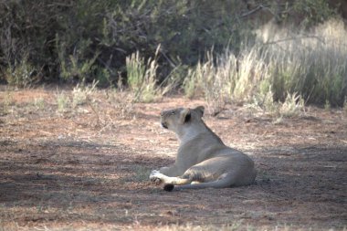 Kenya savanındaki aslan
