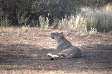 Afrika aslanı, panthera leo