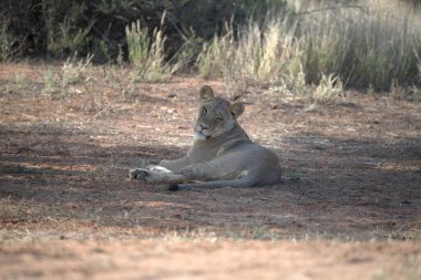 Aslan parkta yerde dinleniyor