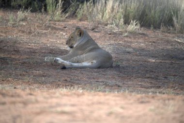 Kenya savanındaki aslan