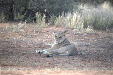 Vahşi doğada dişi aslan.
