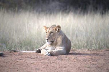 Dişi aslan kuru zeminde yatıyor.