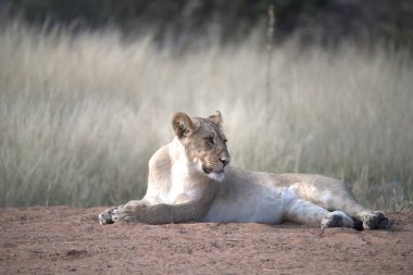 Dişi aslan gündüzleri kuru çimenlerde yatar.