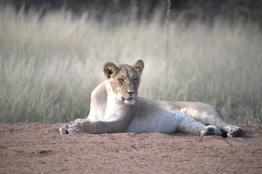 Dişi aslan kumda dinleniyor.
