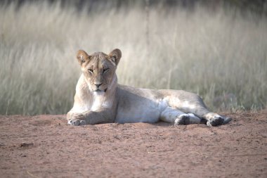 Aslan çölde dinleniyor.