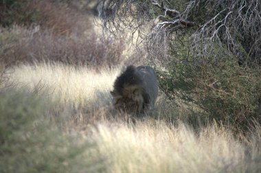 siyah kurt (kanis lupus) )