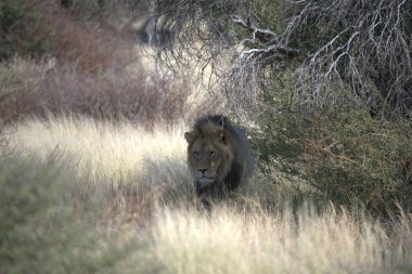 Afrika 'nın bozkırındaki aslan