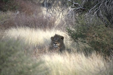 Savanadaki aslan erkek.