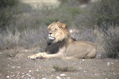 Çöldeki aslan