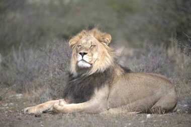 Hayvanat bahçesindeki aslan