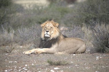 Çimlere yatan genç aslan portre