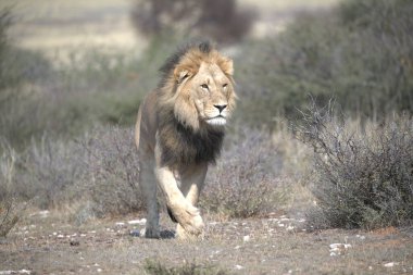 Çöldeki aslan