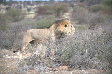 Güney Afrika 'daki Kruger Ulusal Parkı' nda aslan var.