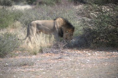 Parktaki erkek aslanın güzel bir fotoğrafı.
