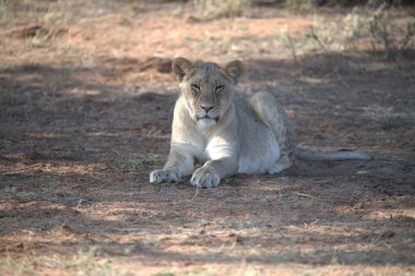 Dişi aslan yerde yatıyor.