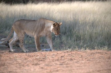 Aslan savanada yürüyor