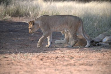 Aslan yavrusu doğada