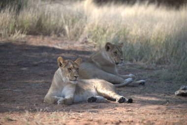 Afrika 'nın güneyindeki Kruger parkında aslan var.
