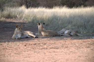 Hayvanat bahçesindeki aslanları