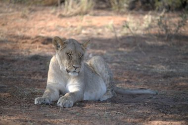 Dişi aslan yerde yatıyor.
