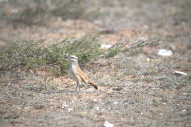 kırmızı - kanatlı kuş (phoenicopruus rurulus) Yunanca