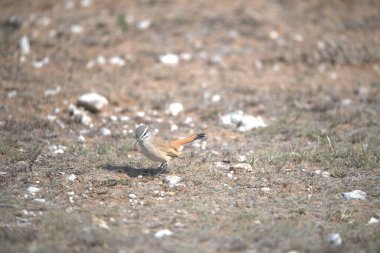 Kızıl tilki, ruruvulgaris, yerde tek bir kuş, Normandiya