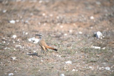 Vahşi doğada bir kuş