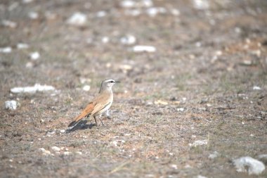 kırmızı - kanatlı yağmurkuşu (arola manus himantopus himantopus )