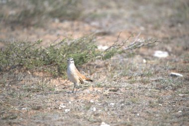 Dağlardaki bir ağacın dalında bir kuş oturuyor.