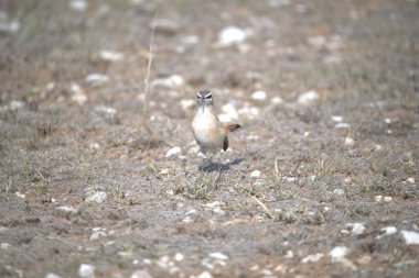 Kara kuşu ormandaki bir kuştur.