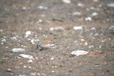 Ormandaki kırmızı kuş