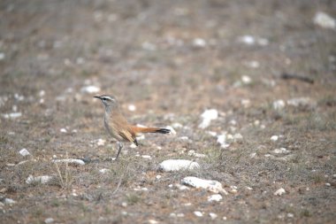 kırmızı - göğüslü nuelch (nuellus elensis )