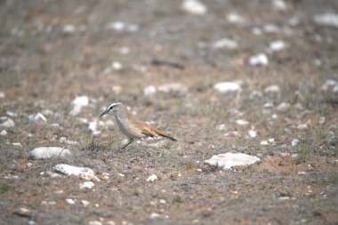 Kırmızı - vahşi kanatlı yağmurkuşu, Afrika, Kenya