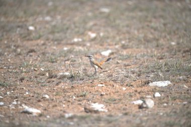 Doğada güzel bir kuş