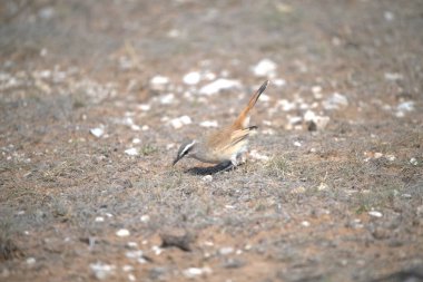 Avrasya tımarhanesi (pach spaitta nupaea), Almanya