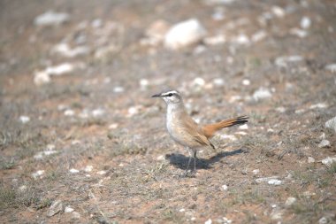 Kırmızı kuyruklu tanrı kuşu ormandaki doğal yaşam alanında.