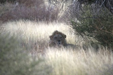 Aslan vahşi Afrika 'da