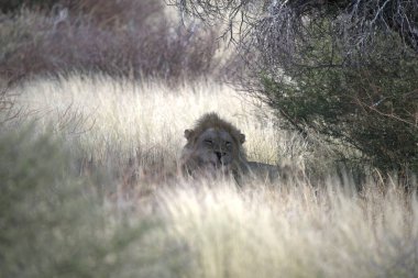 Kenya savanındaki aslan