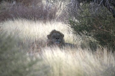 Kenya savanındaki aslan