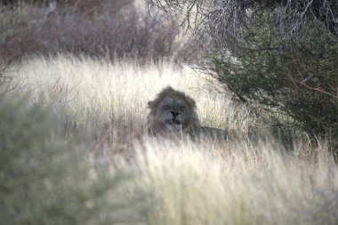 Savanadaki aslan, Kenya