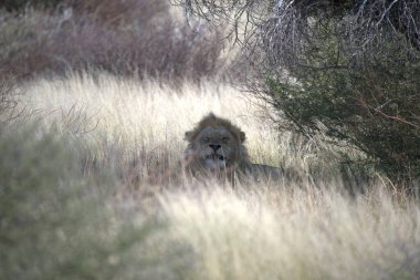 Otların arasında yürüyüş aslan